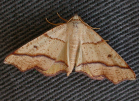 Hollow-spotted Plagodis